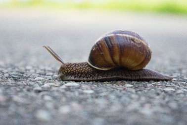 Slowing down - a snail - Photographer Razvan Cristea